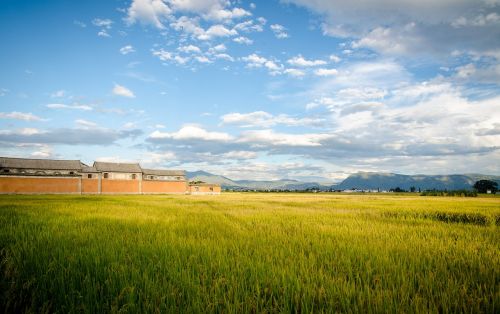 in rice field blue sky and white clouds building