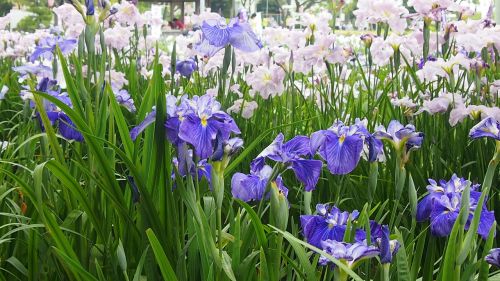 in the early summer rabbitear iris purple