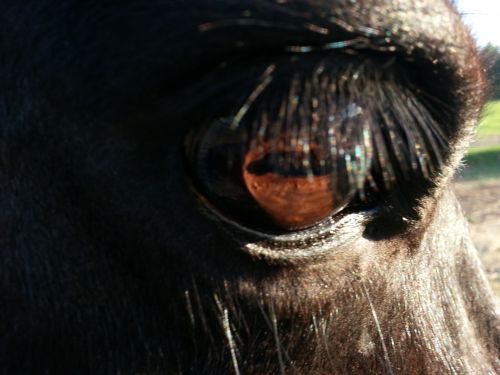In The Eye Of The Horse