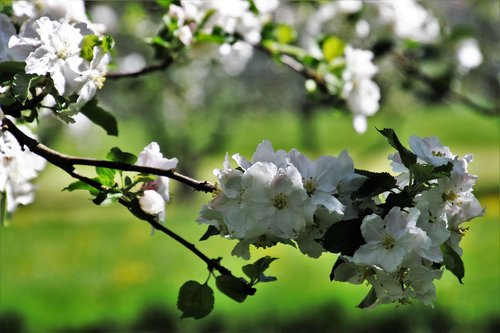 in the garden  spring  flower