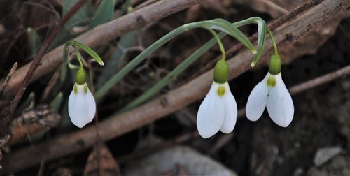 in the garden  signs of spring  the smell of