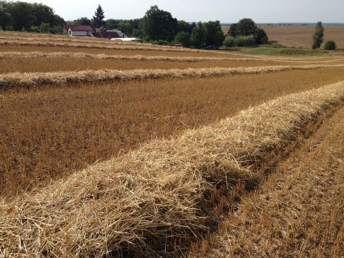 of wheat line field