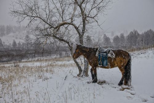 in the winter horse snowfall