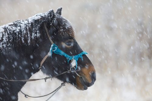 in the winter horse snowfall