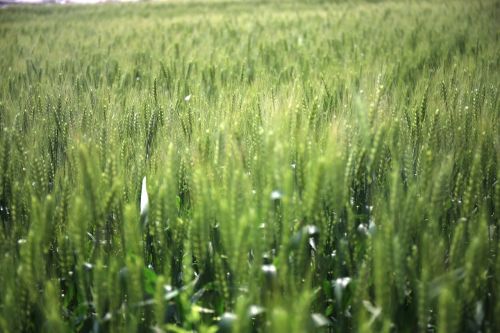 in wheat field gain mr green