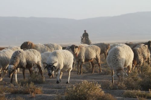 in xinjiang the flock transitions