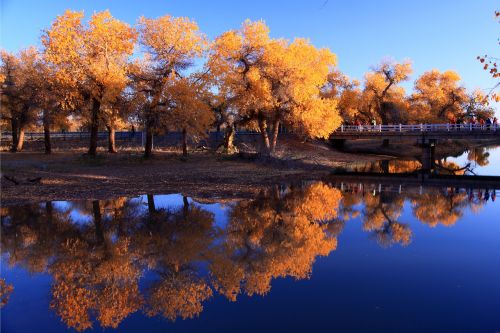 in xinjiang reflection tree