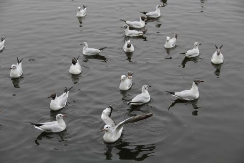 in yunnan province green lake park seagull