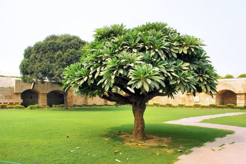 india tomb tree