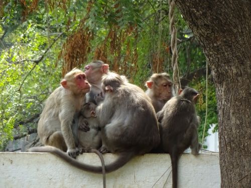 india tiruvanamalai ape