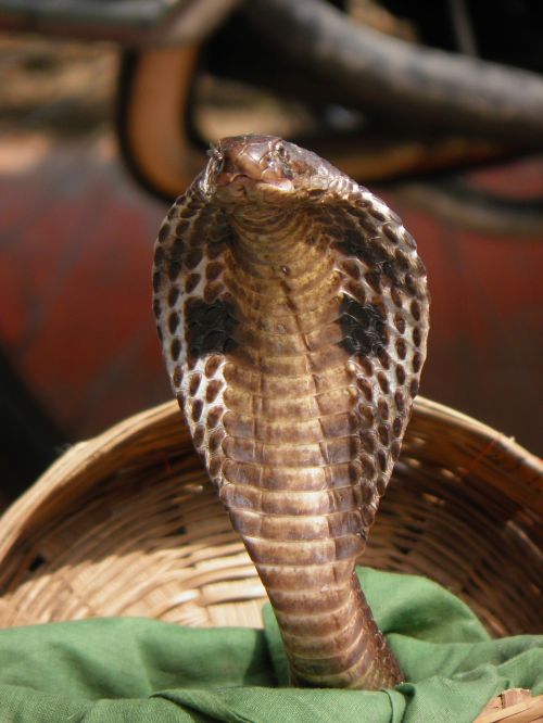 india snake cobra