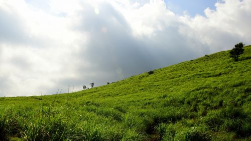 india munnar lemon grass