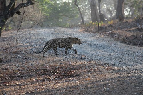 india leopard prowl