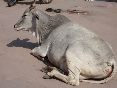india sacred cow lying down