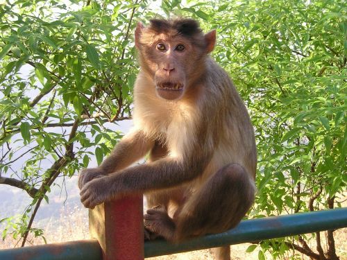 india monkey wild