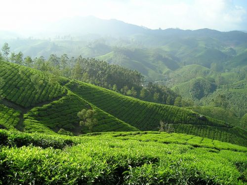 india tee tea plantation