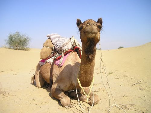 india camel desert