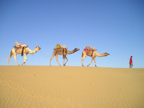 india desert camels