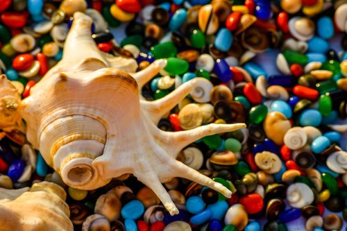 india  indian ocean  shells