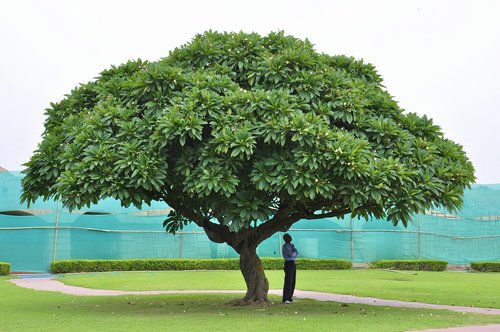 india  tree  nature