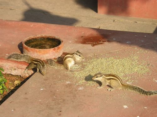 india chipmunk squirrel