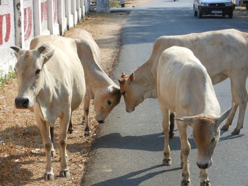 india cows sacred
