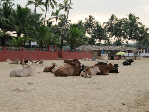 india goa beach