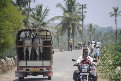 india traffic goats