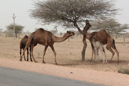 india camels desert