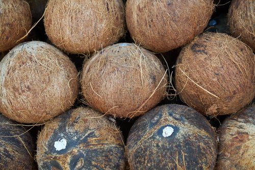 india coconut  fruit  palm