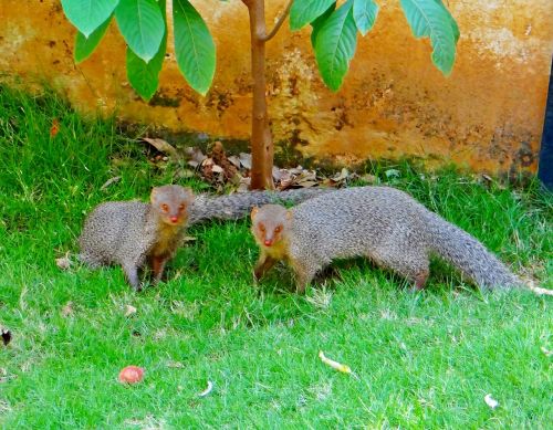 indian gray mongoose