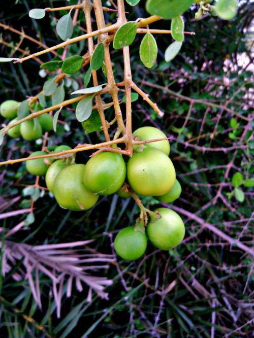 indian dandruff berry