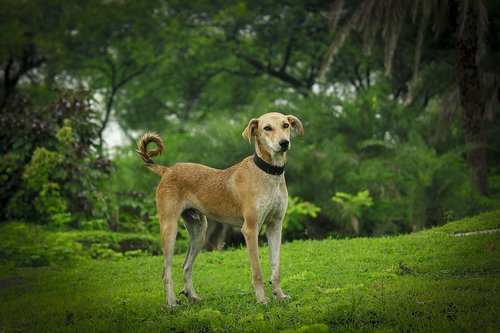 indian  dog  nature