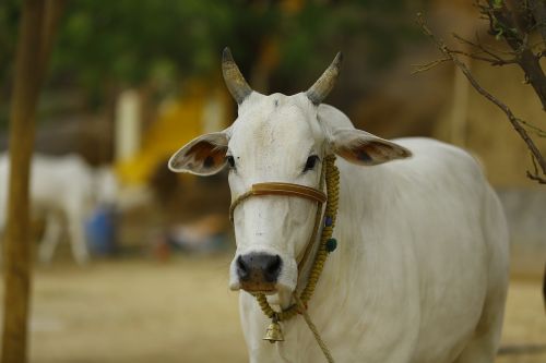 indian cow cow india indian