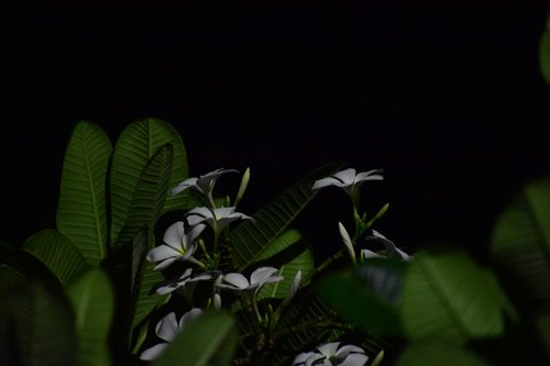 indian flower  nature  night