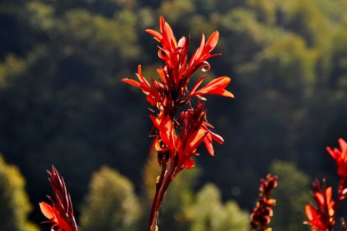 indian flower tube canna generalis bloom red