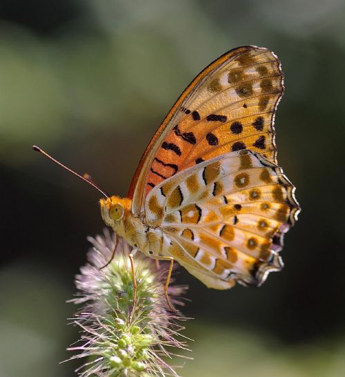 indian fritillary butterfly plant