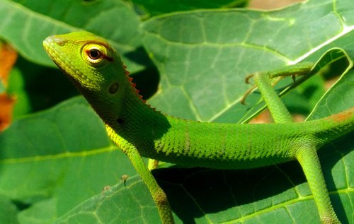 indian garden lizard  green garden lizard  lizard