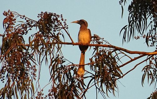 indian grey hornbill bird ocyceros birostris