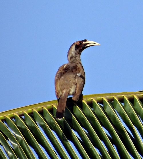 indian grey hornbill ocyceros birostris hornbill