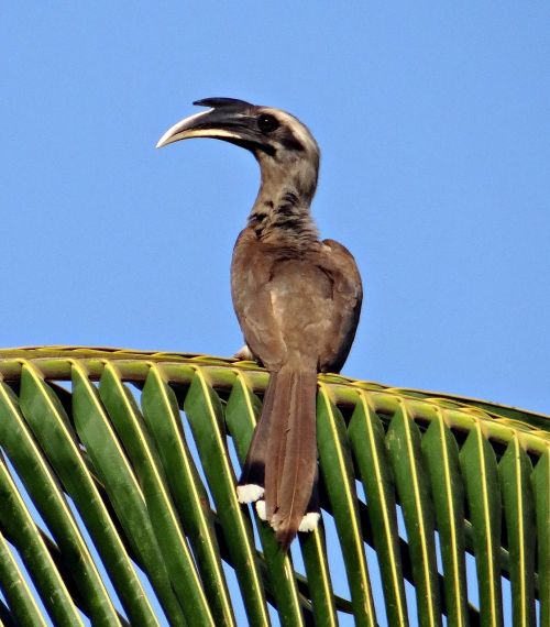 indian grey hornbill ocyceros birostris hornbill
