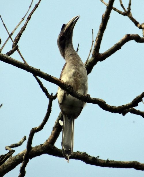 indian grey hornbill ocyceros birostris bird