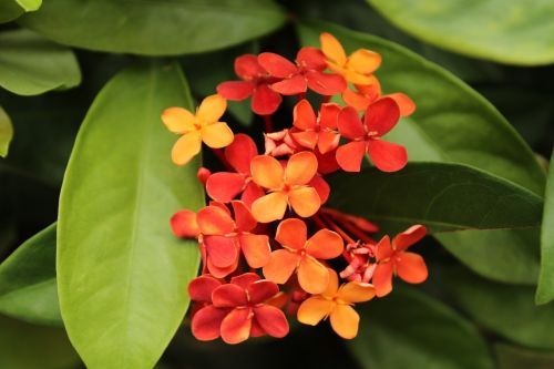 indian jasmine ixora flower