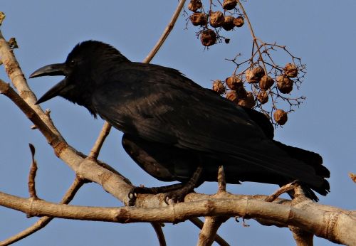 indian jungle crow corvus macrorhynchos large-billed crow