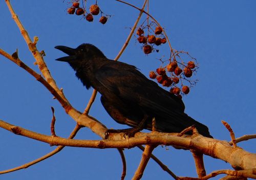 indian jungle crow corvus macrorhynchos large-billed crow