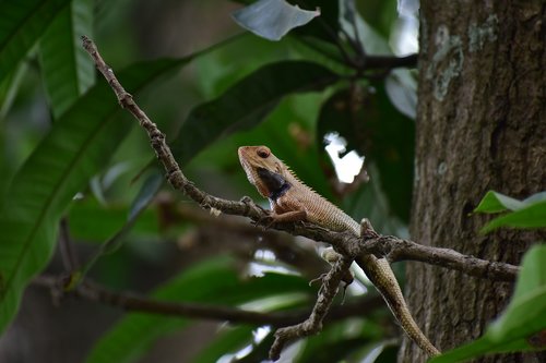 indian lizard  forest  close up