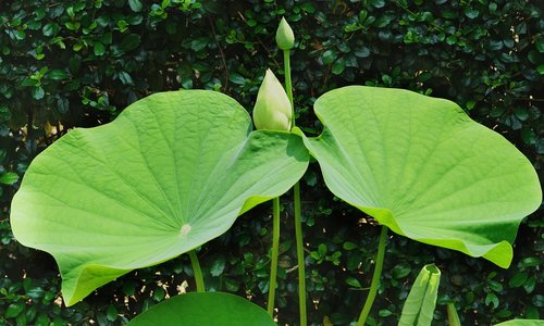 indian lotus  buds  growth