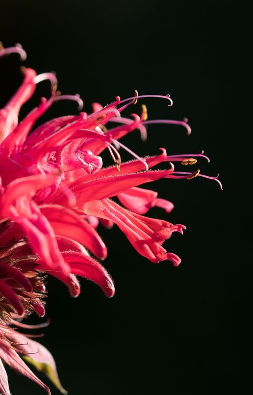 indian nettle flower blossom