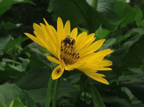 indian paint cup pollinators sunflower