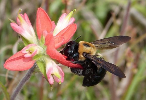 indian paintbrush bee insect